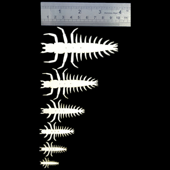 ABC Helgrammite Nymphs