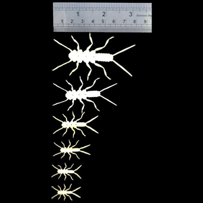 ABC Stoneflies Kit